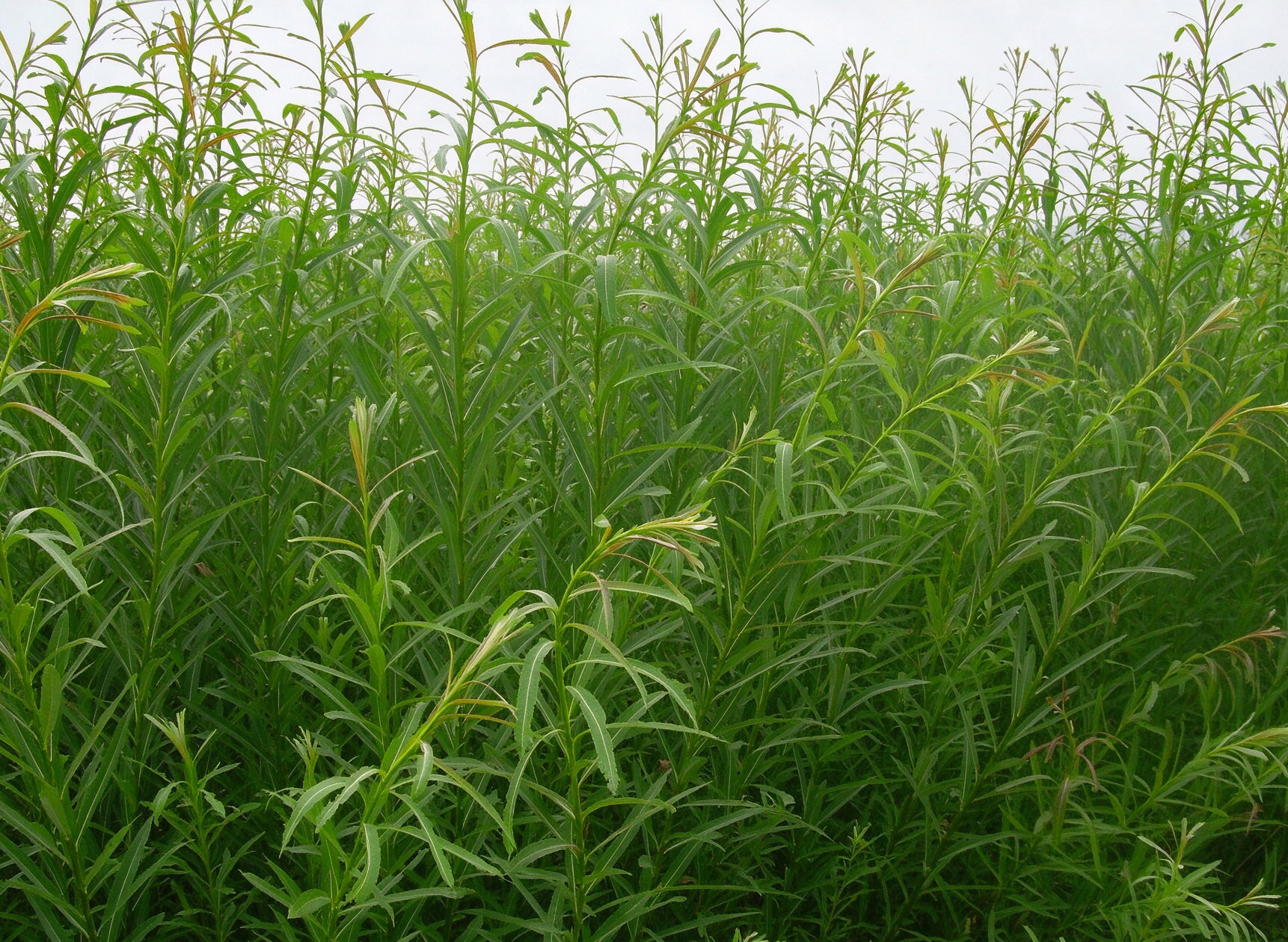 Willow growing