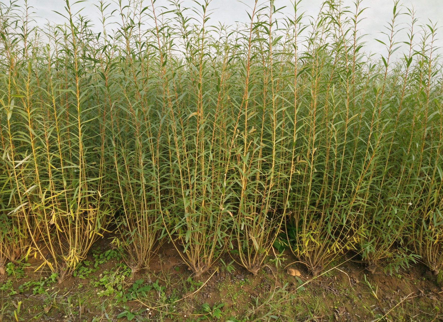 Mature willow