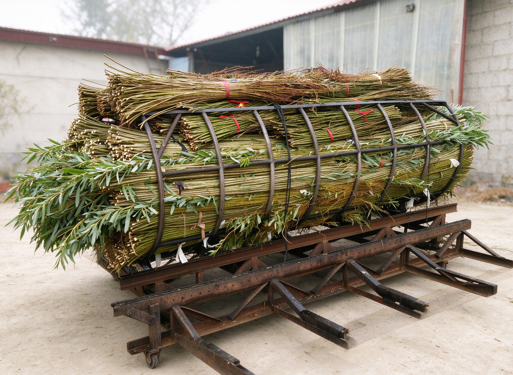 Willow steaming